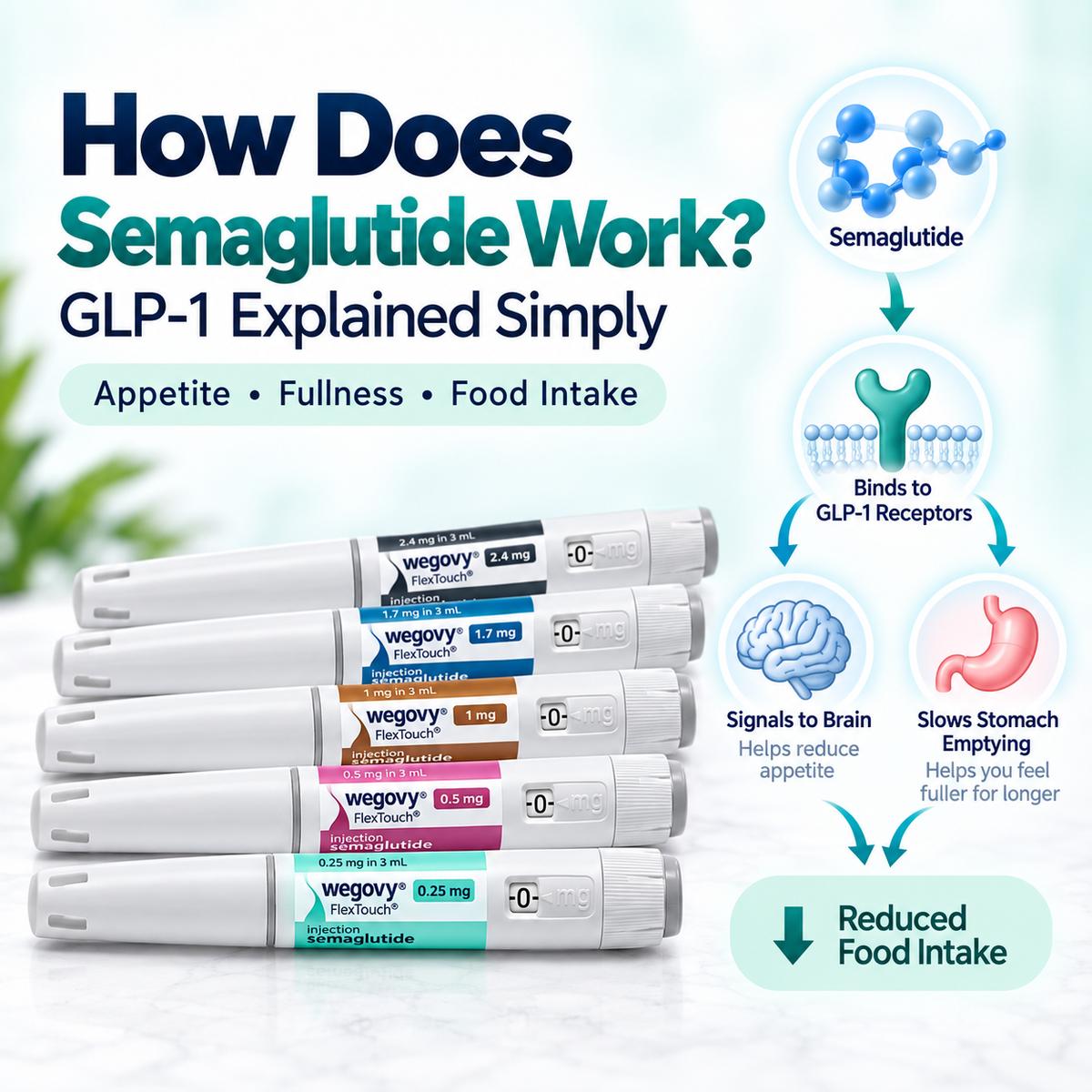 How Does Semaglutide Work? GLP-1 Explained Simply